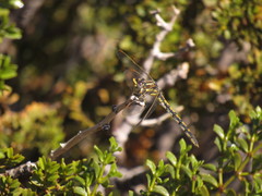 Progomphus joergenseni