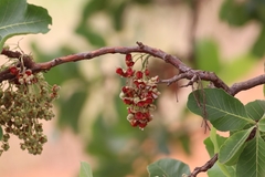 Curatella americana