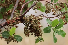 Curatella americana
