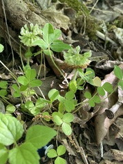 Trifolium kentuckiense