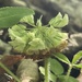 Trifolium kentuckiense - Photo (c) Tara Rose Littlefield, algunos derechos reservados (CC BY-NC), subido por Tara Rose Littlefield
