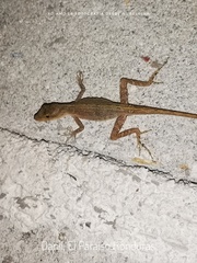 Anolis wellbornae