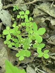 Trifolium kentuckiense