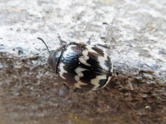 Leptinotarsa lacerata