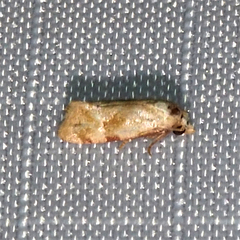 Platphalonidia magdalenae