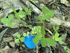 Trifolium kentuckiense
