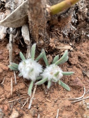 Dissocarpus paradoxus
