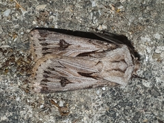 Agrotis chretieni