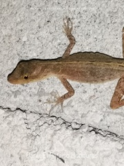 Anolis wellbornae