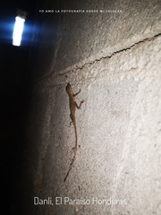 Anolis wellbornae