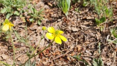 Ranunculus oxyspermus