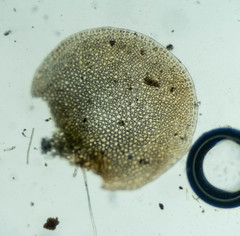 Nardia compressa