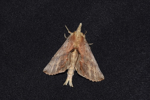 Pale Prominent