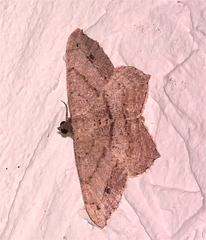 Psamatodes atrimacularia