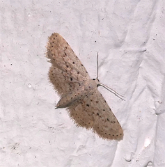 Sigela basipunctaria