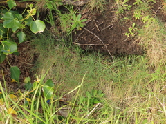Festuca ammobia