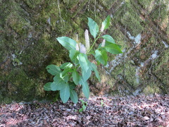 Phytolacca japonica