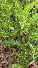 Vicia ervilia