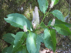 Phytolacca japonica