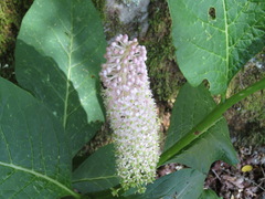 Phytolacca japonica