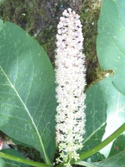Phytolacca japonica