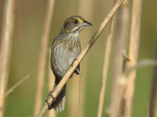 Strandammer (Ammospiza maritima)