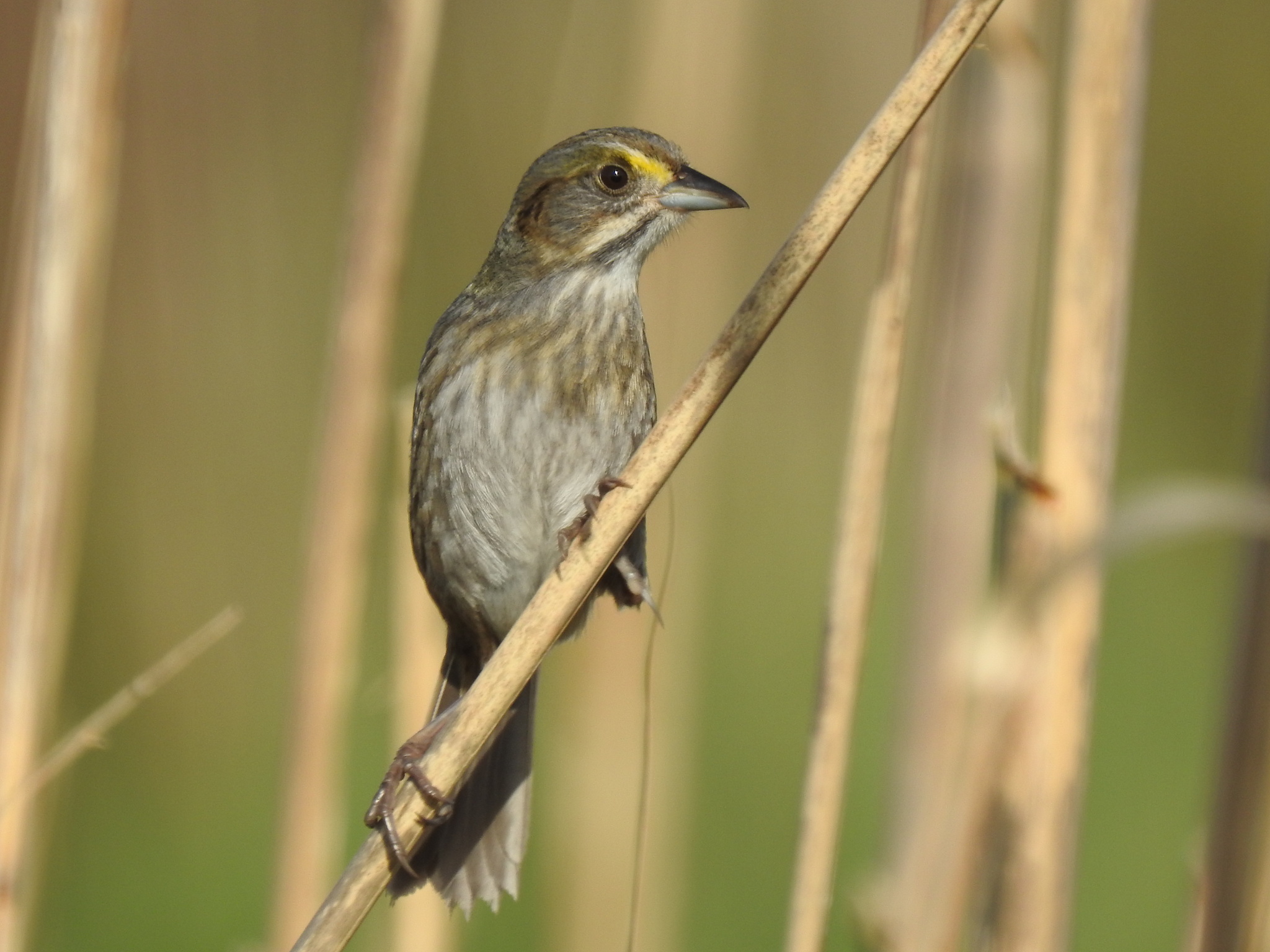 Seaside Sparrow illustration