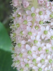Phytolacca japonica