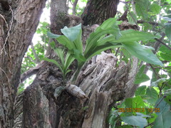 Catasetum