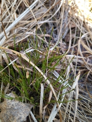 Trichophorum alpinum