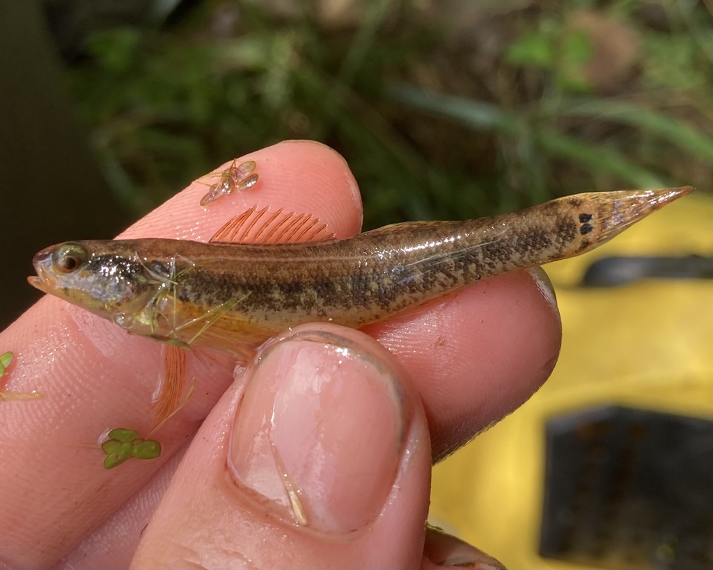 Sawcheek darter (Etheostoma serrifer) — Percidae