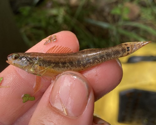 Sawcheek darter (Etheostoma serrifer) — Percidae