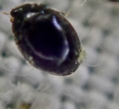 Hesperomyces coccinelloides