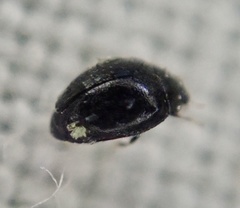 Hesperomyces coccinelloides