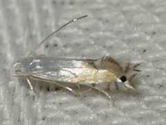 Phyllonorycter argentifimbriella