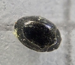 Hesperomyces coccinelloides