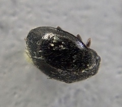 Hesperomyces coccinelloides