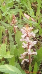 Orobanche minor