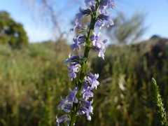 Anarrhinum bellidifolium