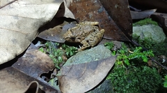 Limnonectes microdiscus