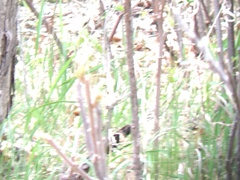 Pheucticus ludovicianus