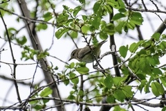 Vireo philadelphicus