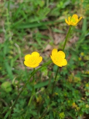 Ranunculus
