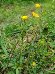Ranunculus