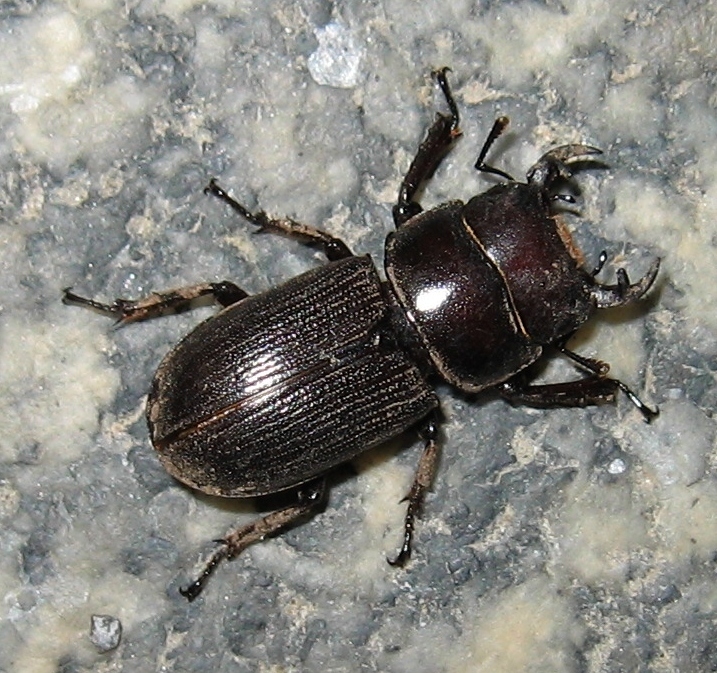 Antelope Beetle (beetles Of Chicago Wilderness) · Biodiversity4all