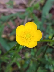 Ranunculus