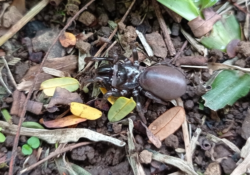 Atypus javanus