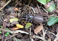 Atypidae