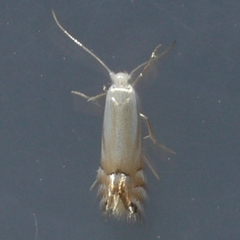 Phyllonorycter argentifimbriella