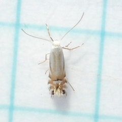 Phyllonorycter argentifimbriella